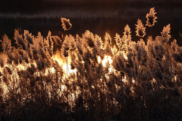 Pond, Fall, Rør, Natur, Sunset, Guld