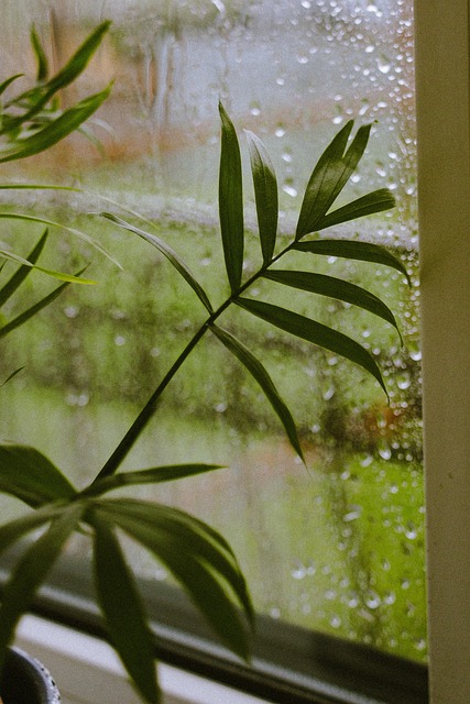 Free Rain Macro photo and picture