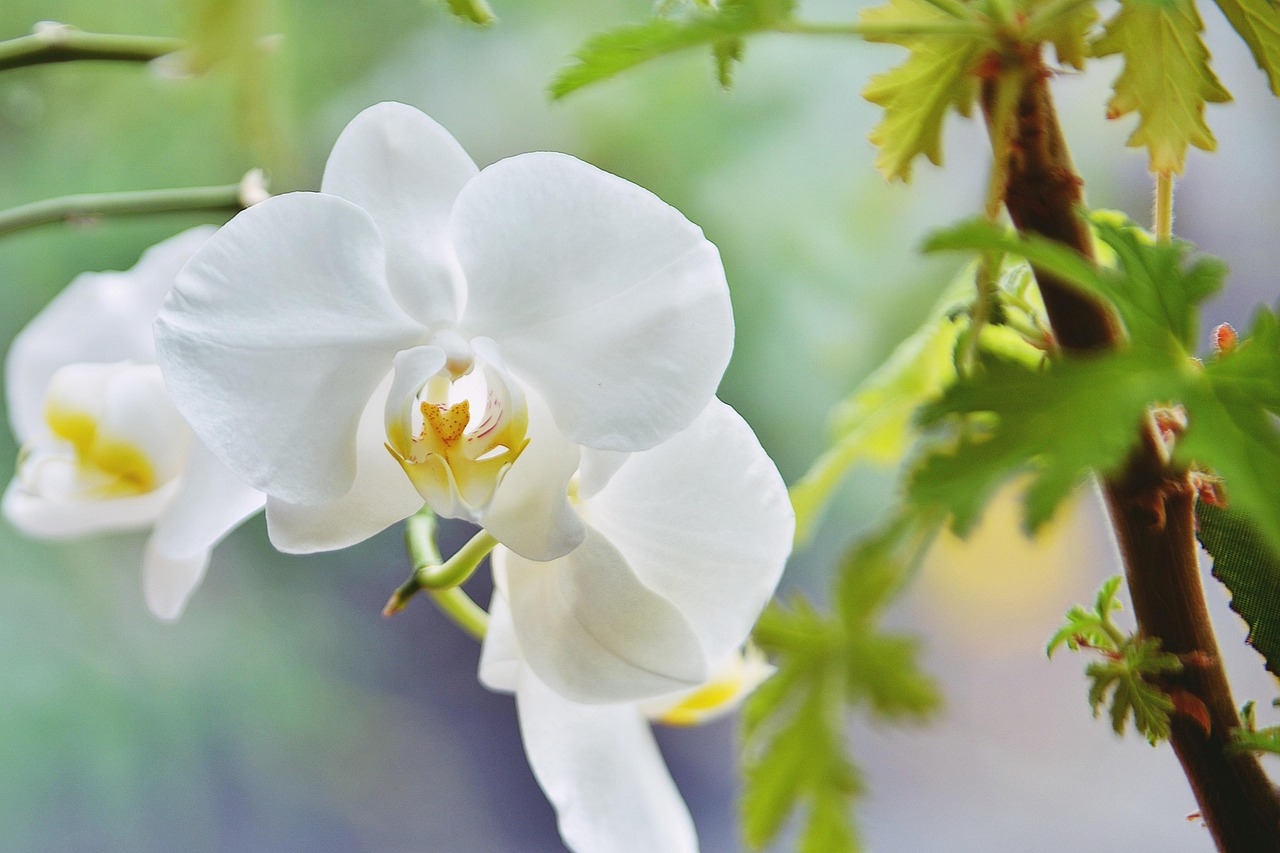 兰科 花 白色的 - Pixabay上的免费照片 - Pixabay