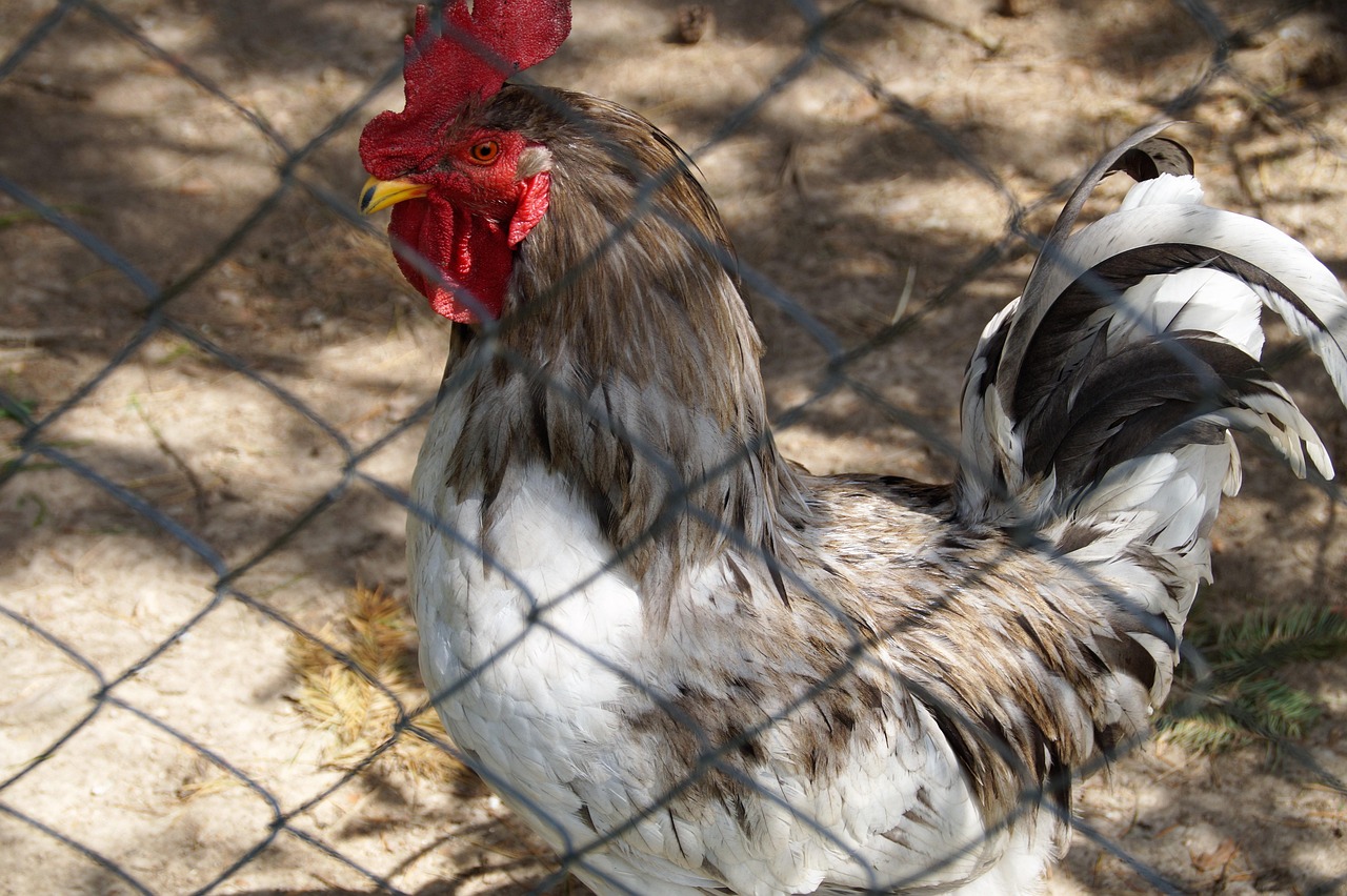 Gallo Masculino Aves De Corral - Foto gratis en Pixabay - Pixabay