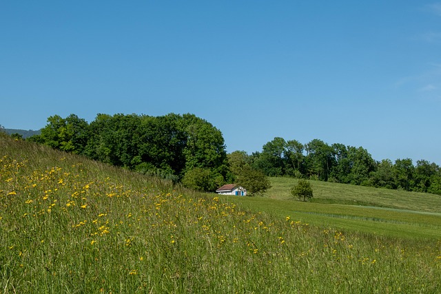 Free Home Field photo and picture