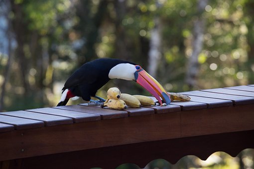 Free Toucan Bird photo and picture