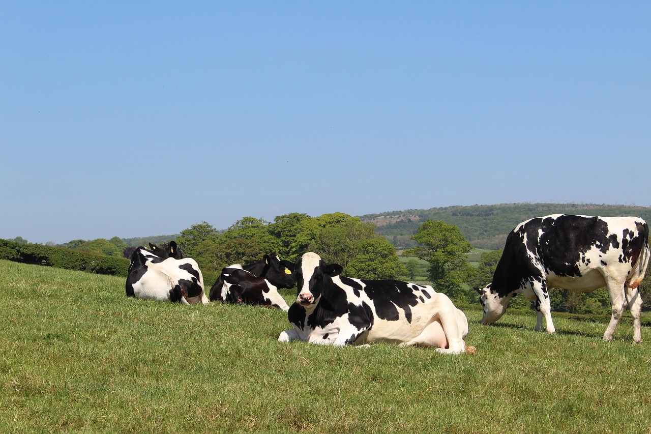 Holstein - free online jigsaw puzzle photo