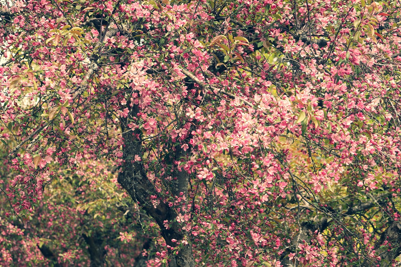 树 开花 花 - Pixabay上的免费照片 - Pixabay