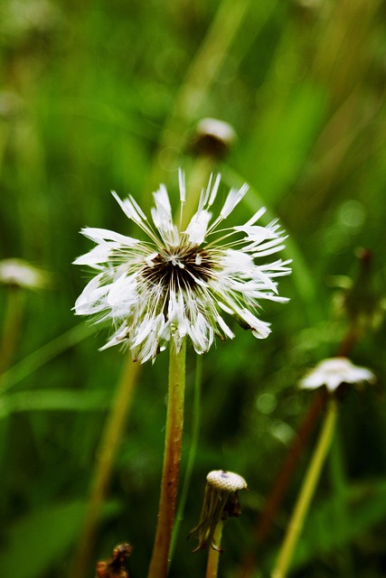Free Dandelion Nature photo and picture