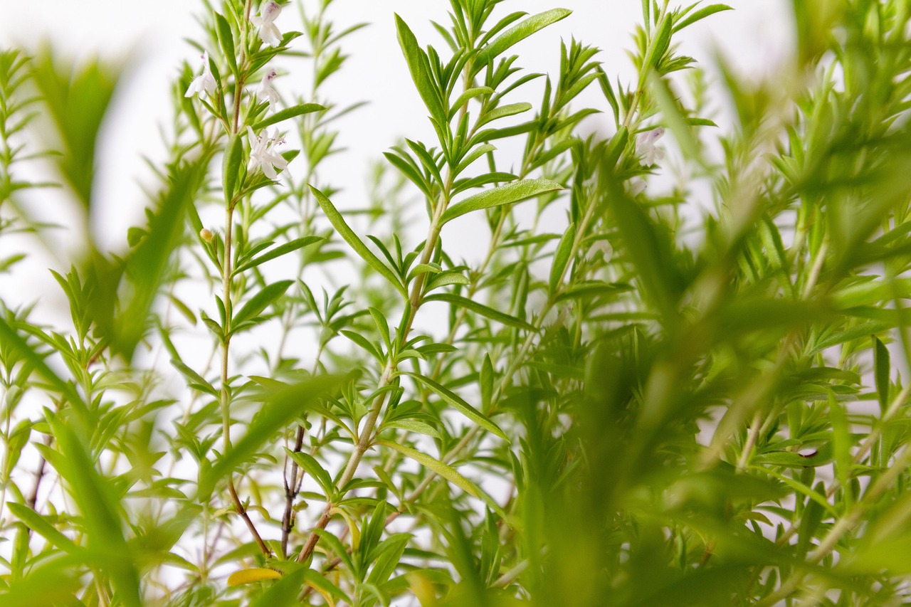 Savory Culinary Herbs Satureja Free photo on Pixabay Pixabay