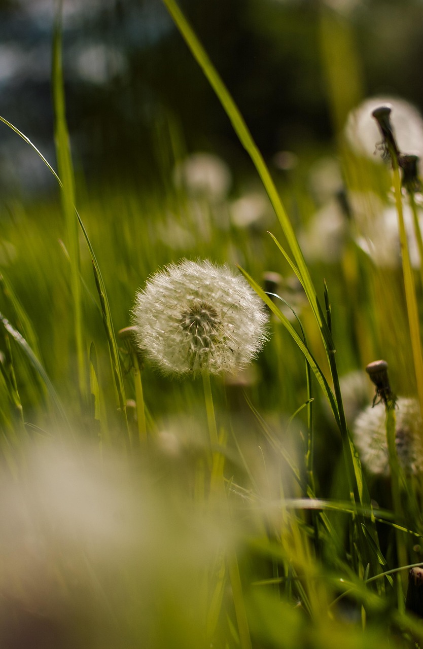 Download free HD stock image of Dandelion Dandelions Free Dandelion Dandelions photo and picture