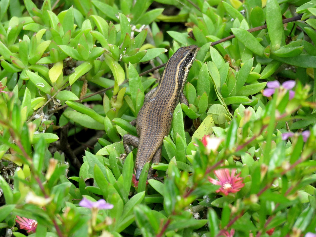 Lizard - free online jigsaw puzzle photo
