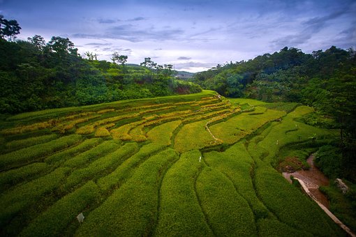 200 Gambar Sawah Hijau Sawah Gratis Pixabay
