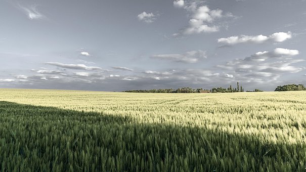 Free Field Nature photo and picture
