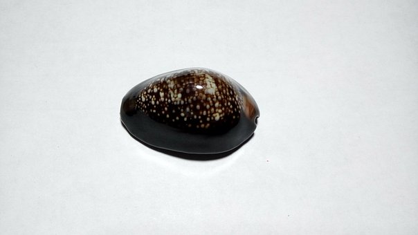 Free Cypraea Stability photo and picture
