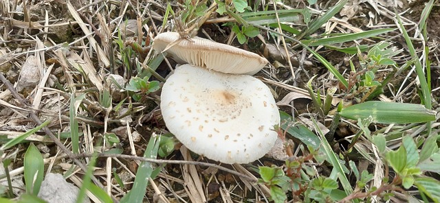 Pilz Trichterfrmig Weiss