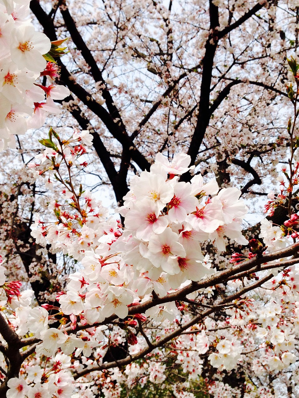 桜の花 さくら フラワーズ - Pixabayの無料写真 - Pixabay