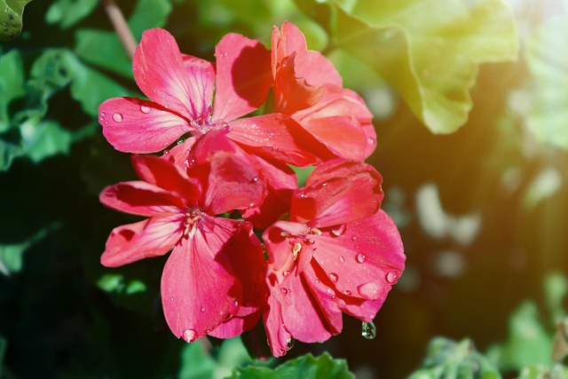 Free Flower Garden photo and picture