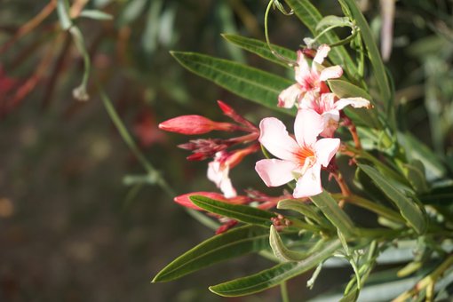 Free Nature Flower photo and picture