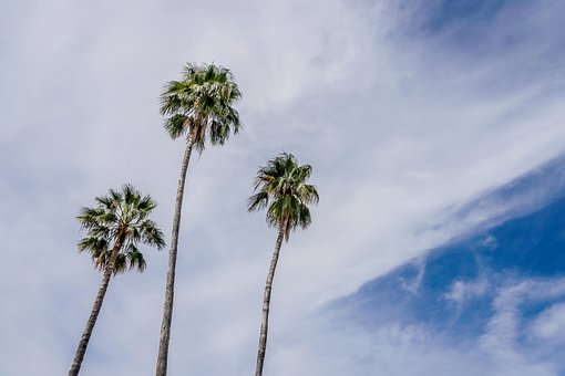 Free Palms Nature photo and picture