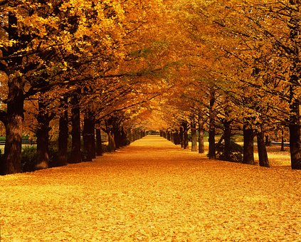 Free Autumn Natural photo and picture