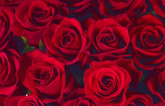 Free Love Rose photo and picture