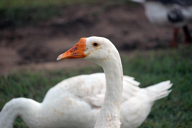 Free Swan Bird photo and picture