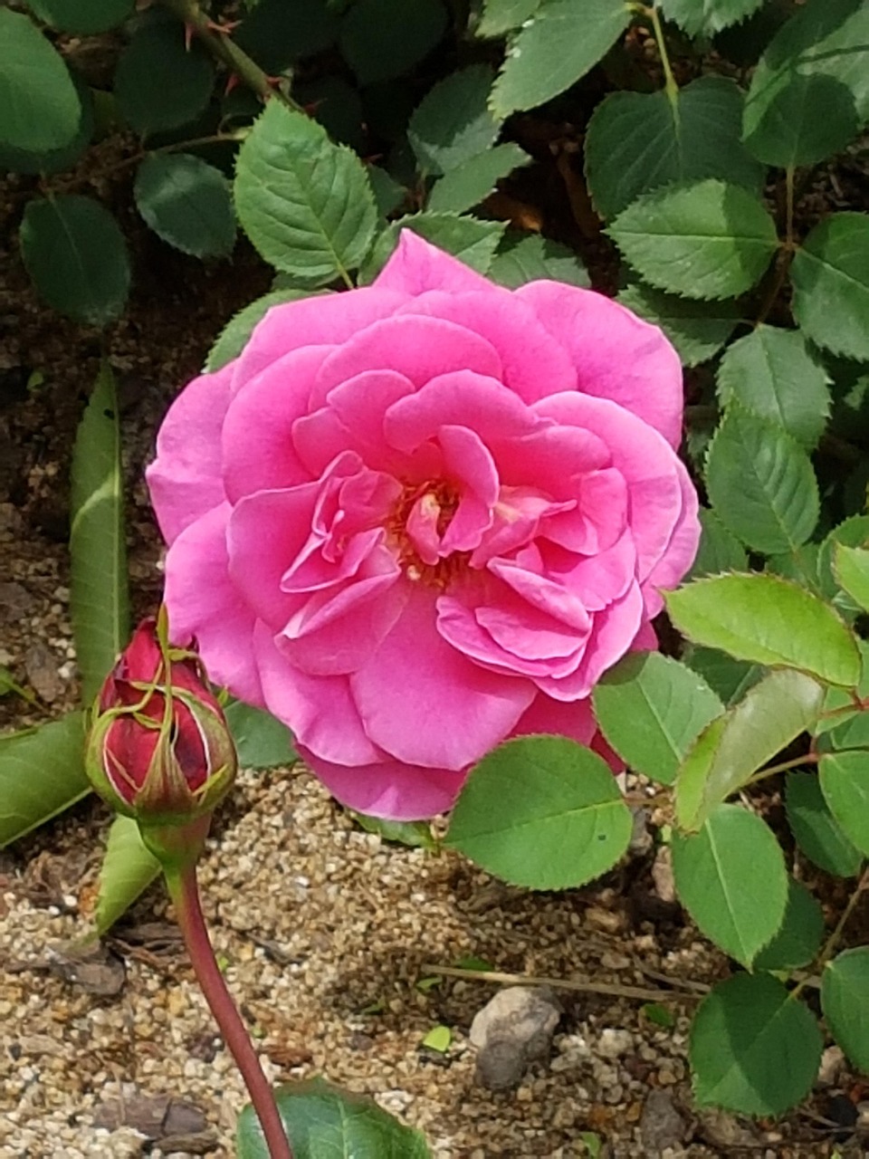 Pinke Blumen Rosenblüten Rosen - Kostenloses Foto auf Pixabay - Pixabay
