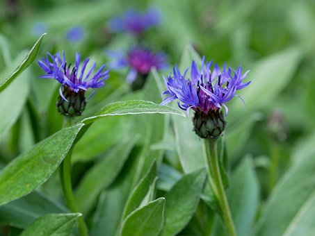 Free Cornflower Blue photo and picture