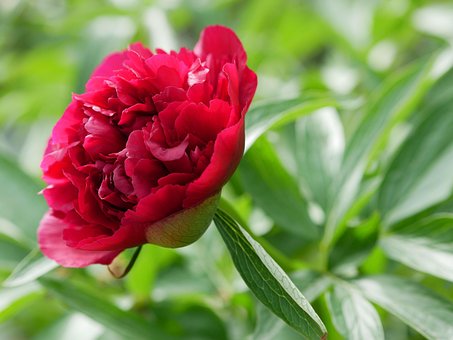Free Peony Nature photo and picture