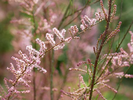 Free Tamarisk Pink photo and picture