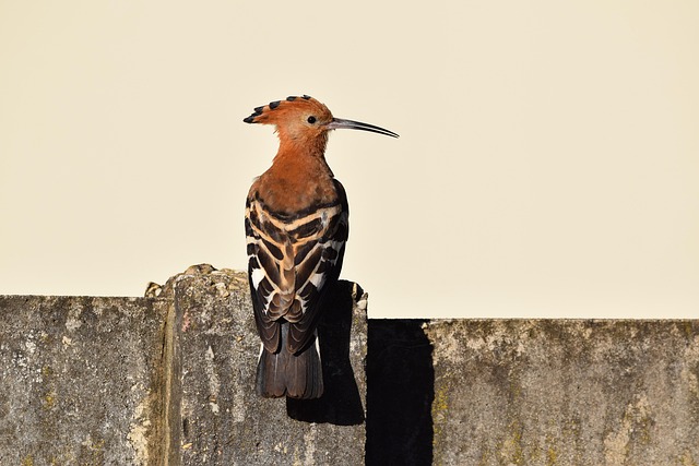Pájaro, Plumas, Plumaje, Animal