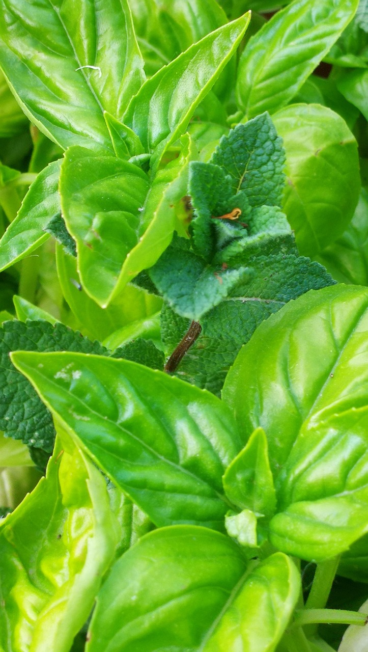 Basil Mint Natural Free photo on Pixabay Pixabay