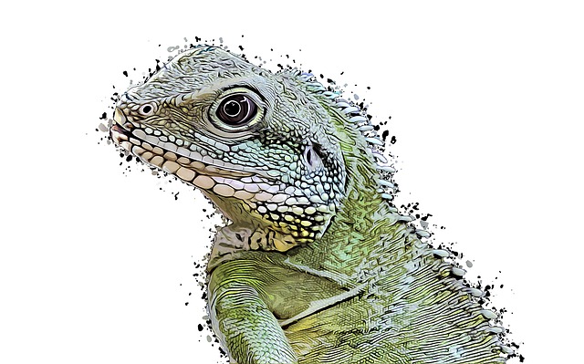Free lizard animal reptile illustration