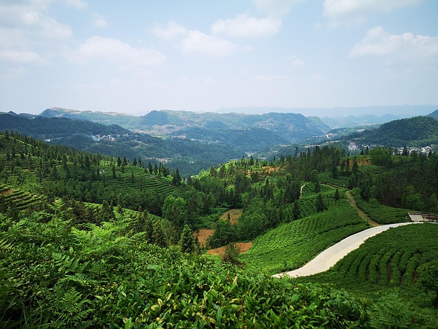 Free Tea Garden Tea photo and picture