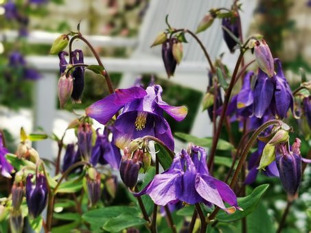 Columbine, Grădină, Floare, Flori