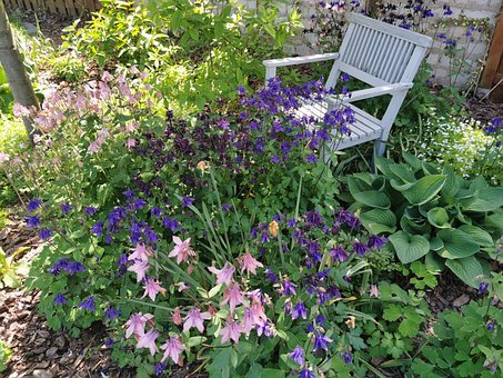 Columbine, Grădină, Floare, Flori