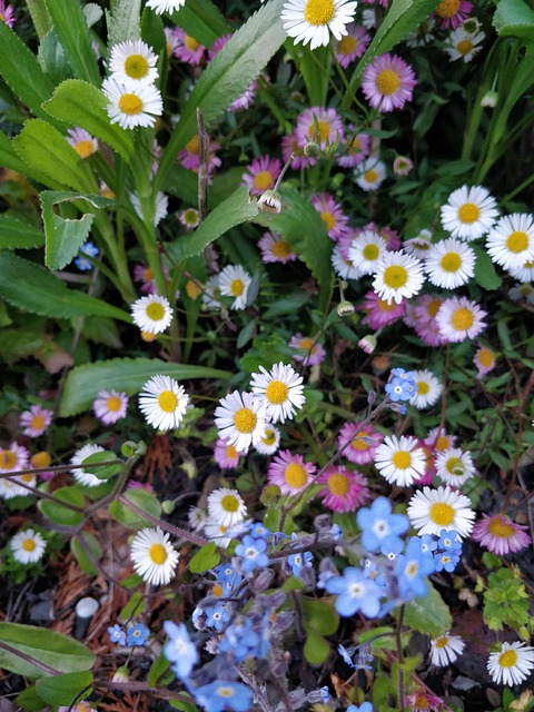 Free Nature Beautiful Flowers photo and picture