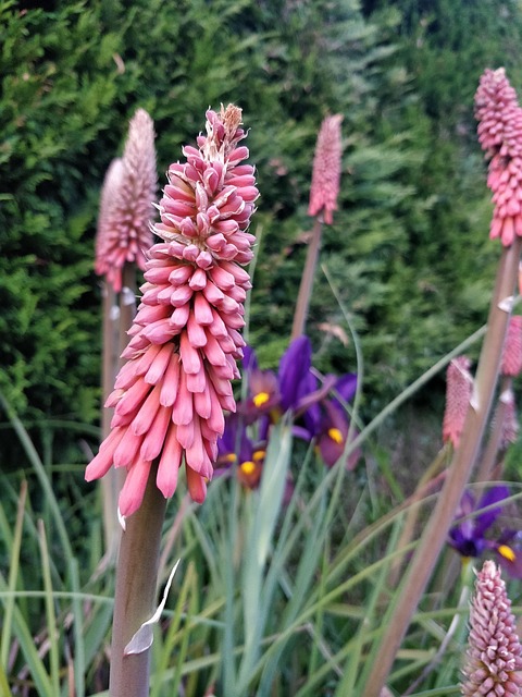 Free Nature Flower photo and picture