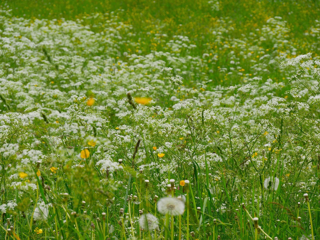 ka Polne Kwiaty Natura Darmowe Zdj cie Na Pixabay Pixabay ka Polne Kwiaty Natura Darmowe Zdj cie Na Pixabay Pixabay
