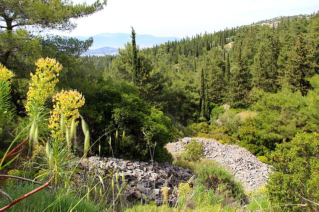 Free Mountain Woodland photo and picture