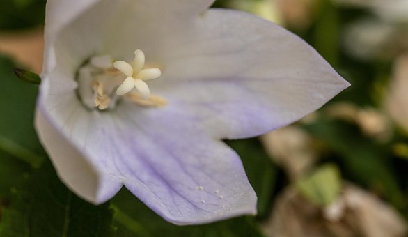 Blume, Violett, Weiß, Makro