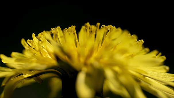 Blume, Gelb, Makro, Löwenzahn, Natur