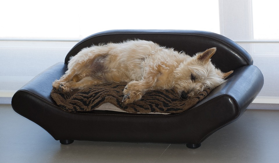 Cairn Terrier, Skotsk, Doggy Dyr, Hund, Legesyge