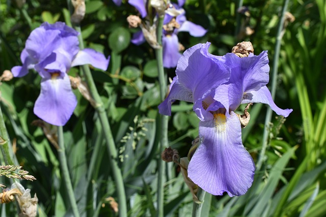 Free Iris Garden photo and picture