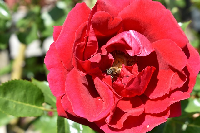 Free Red Flower photo and picture