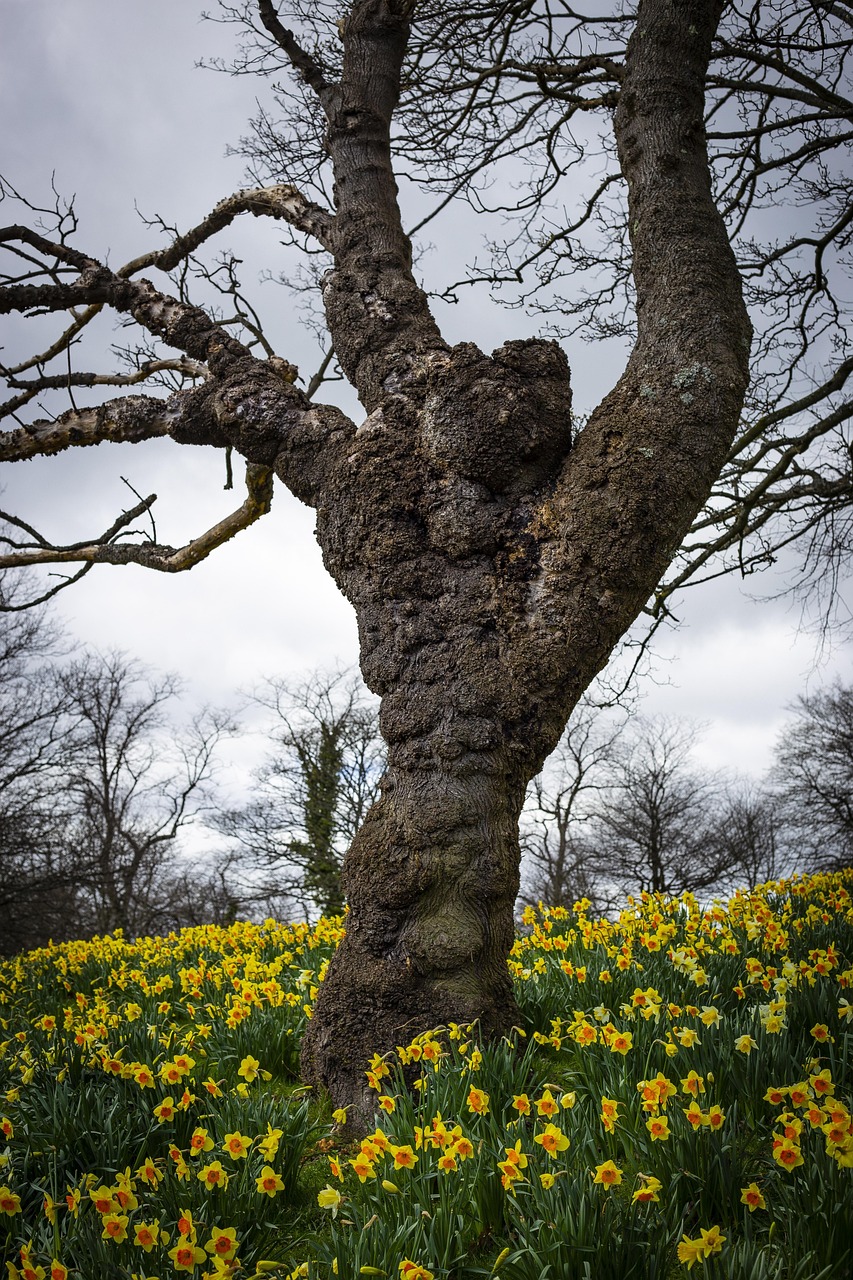 Tree Daffodils Daffodil Free photo on Pixabay Pixabay
