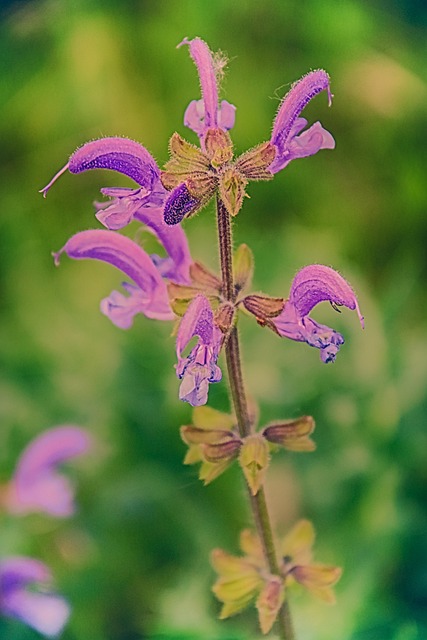 Free Flower Snapdragon photo and picture