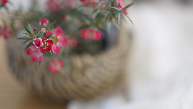 Free Flowers Pot photo and picture