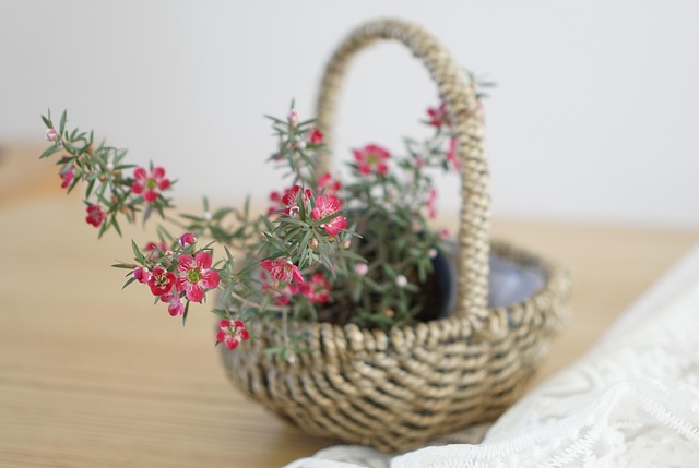 Free Spring Flowers Small Pots photo and picture