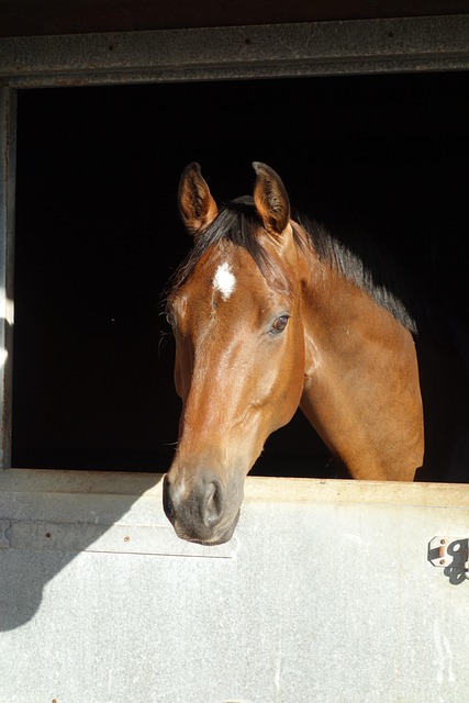 Free Horse Warmblood Horse photo and picture