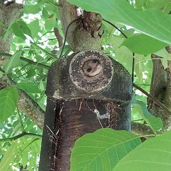 Natur, Tierwelt, Gartenschläfer