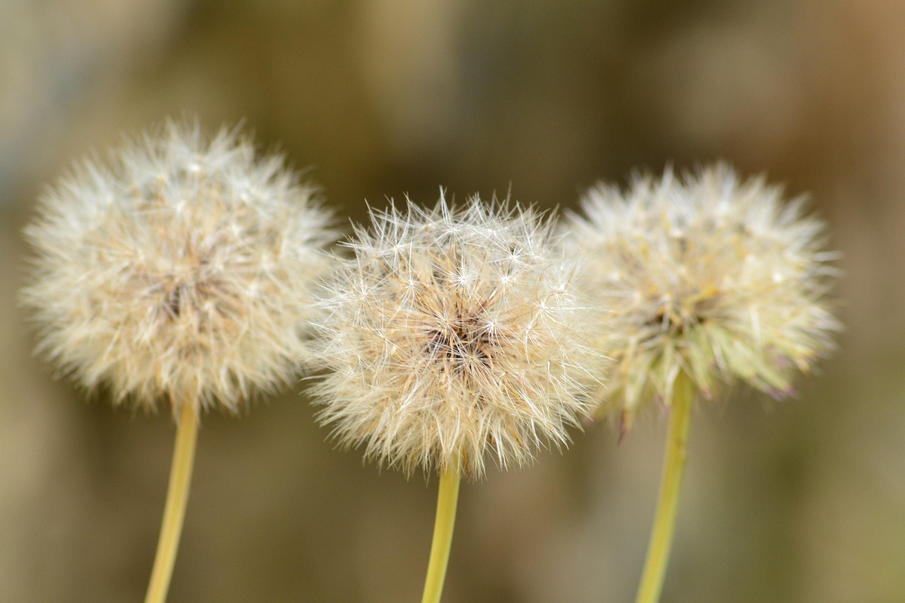 Fluffy White Dandelion - Free photo on Pixabay - Pixabay