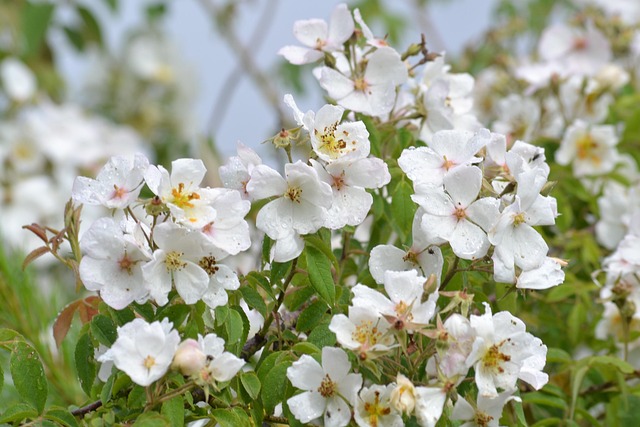 Branco, Flores, Primavera, Bloom, Jardim
